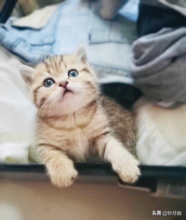 逃出可爱猫咪房间:小猫刚回新家一直躲着不出来怎么办？ 猫咪逃离密室
