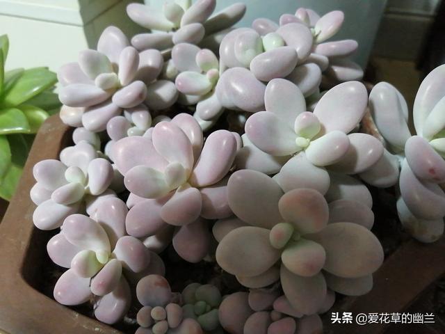 想种好看的多肉,大神有哪些推荐？