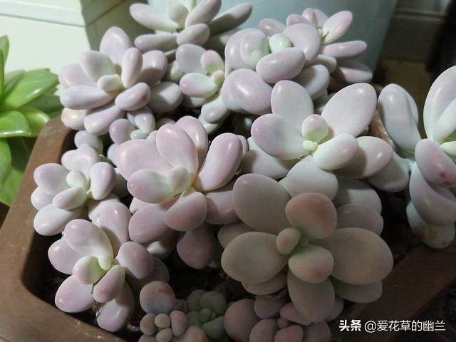 多肉分类:多肉植物在未来几年的发展方向如何？