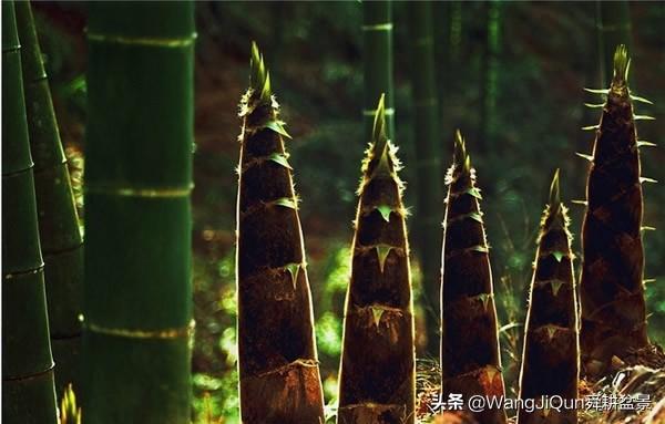 头条问答 为什么竹子冬天长竹笋 Wangjiqun舜耕盆景的回答 0赞