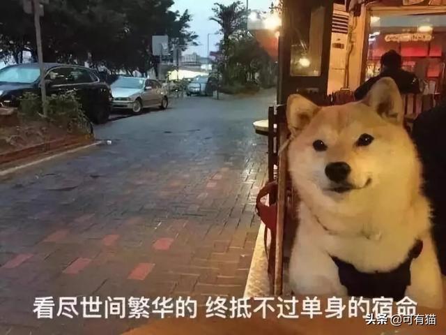 日本柴犬图片:柴犬的魅力到底有多大？你为什么养柴犬？