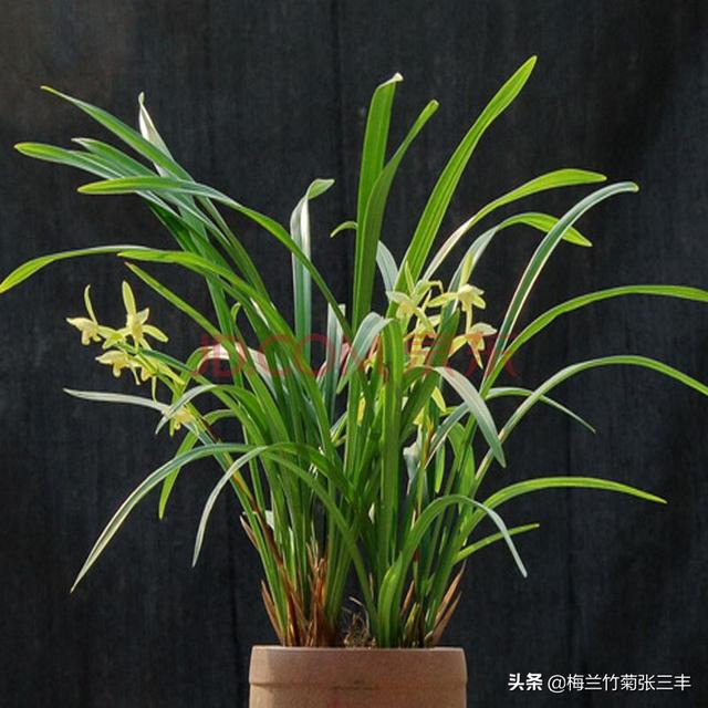 软腐病:软腐病的兰盆用什么杀菌消毒？