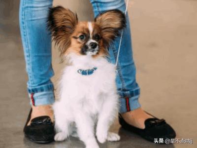 世界犬种智商排行图:猎犬排名第一的是什么犬世界智商排名第一的是哪种？