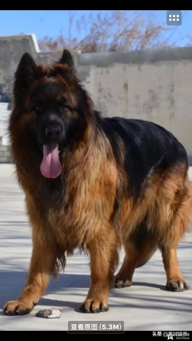 中国牧羊犬网:在中国，有哪些常见的工作犬种？