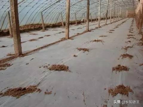 通灭多拉菌素用量:用哪些药可以防止地下根线虫？