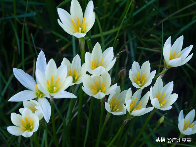 葱兰:葱兰为什么一直还不发芽？