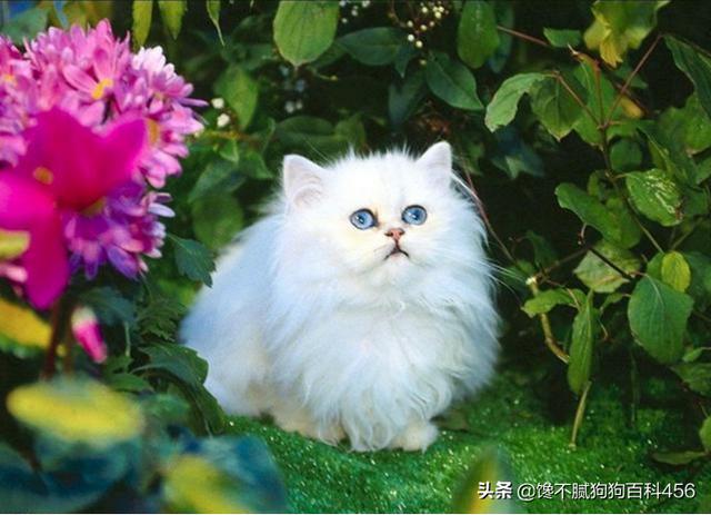 素力高海藻粉对猫咪的作用:哪些猫咪生活不能自理，流浪就无法生存？