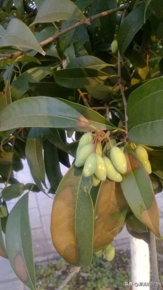 桂花树种子:桂花树是直播种子好，还是扦插好？