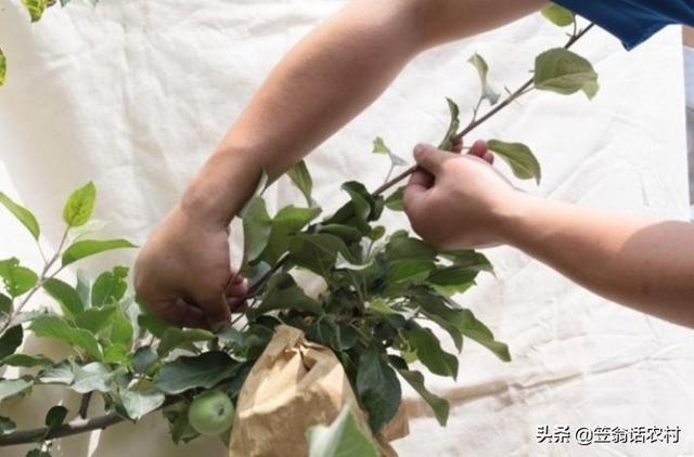 苹果树7月份能剪吗？
