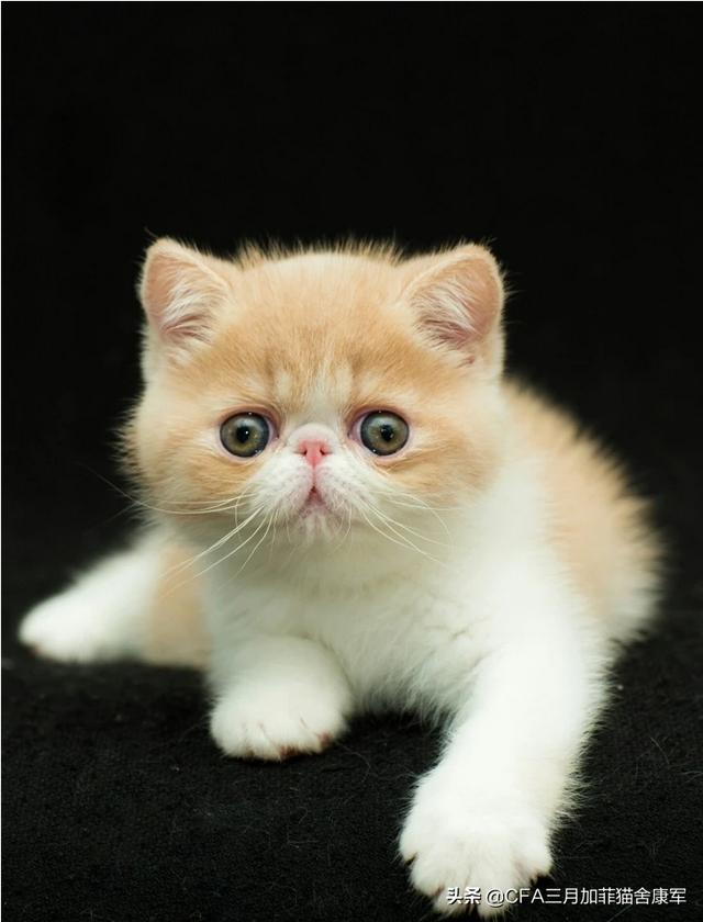 沉迷吸猫是什么意思:养猫为什么会上瘾？明明已经有两只了，为啥还想再养？
