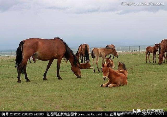 马的品种:肉马多少钱一匹，哪个品种的肉马出肉率最高？