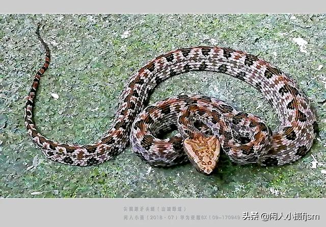 水蛇图片:你手机拍的蛇类的照片能否分享一下？