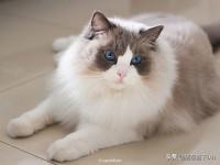 布偶猫园:布偶猫是一个不错的猫种吗？