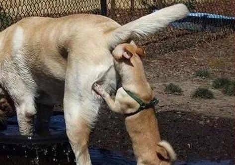 杜兵猎犬 袭击:狗狗一见面，为什么会先“闻屁股”？