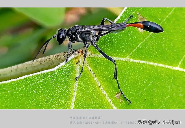 姬鸮的图片:在房间里发现有翅膀、会飞行的胸腹明显“脱节”的虫子，有害吗？