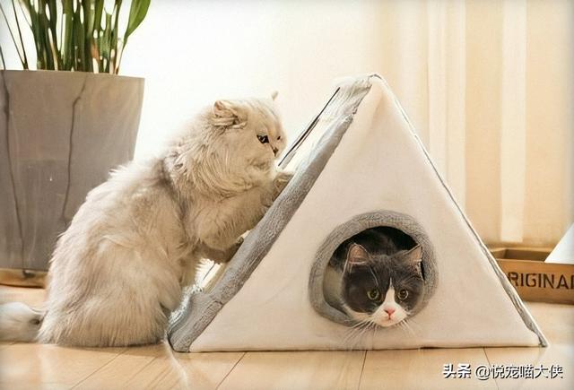 笼养猫的好处:养猫的好处风水学 狗狗笼养究竟好不好？有什么好处呢？