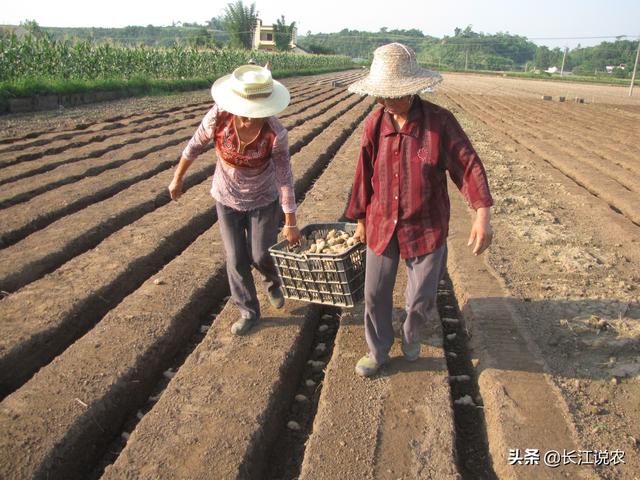 生姜种植利润怎么样，洋荷姜适宜在四川种植吗，前途靠谱吗市场价大概是多少