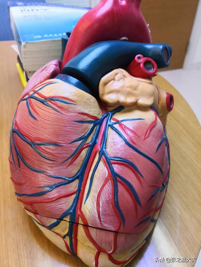怎么經典的形容心臟的位置？(心臟的位置圖片)