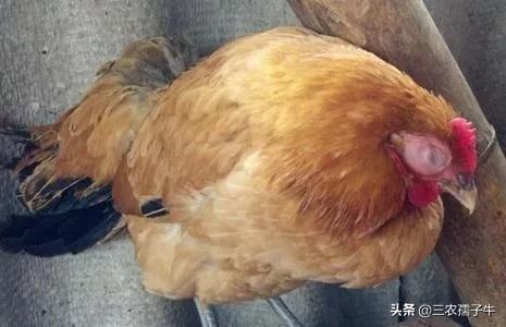 鸡用饮水器配件:鸡用自动饮水器配件 我养的鸡得了歪脖子病!白天没精神老打瞌睡用什么方法可以治愈？