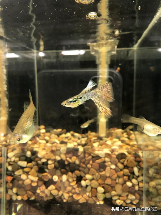 水质稳定剂用法:怎么让水草缸底长满水草？