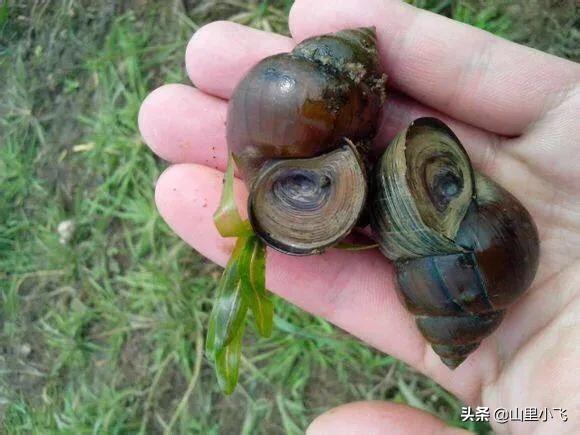 头条问答 - 田螺仔怎么漂浮水面了?(16个回答)