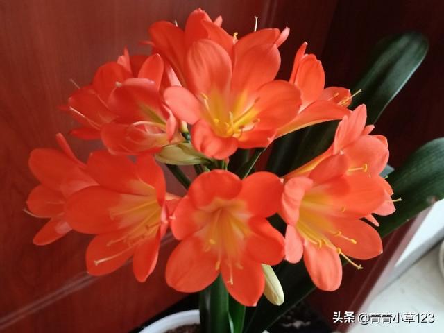 君子兰图片:花友们帮我看看我的君子兰怎么了？