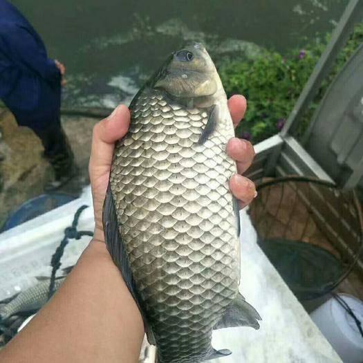 亚峰水族搬家:水上面建鸡场，上面养鸡，下面养鱼，这样的养殖基地可行吗？