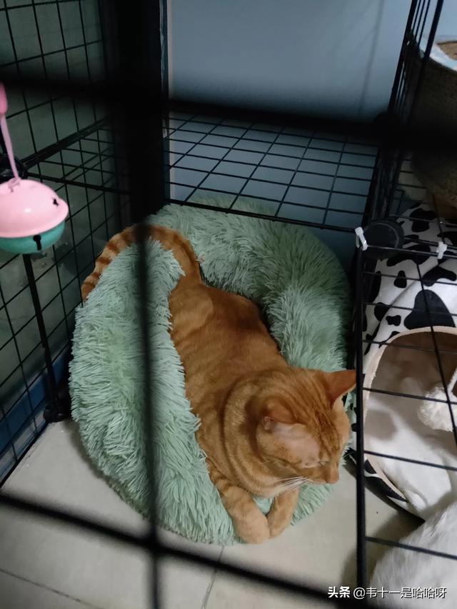 主人抓着橘猫的手跳舞:猫咪会不会六亲不认对主人又抓又咬呢？