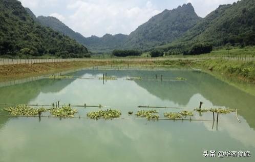 鲶鱼养殖每亩可养多少:是养鲶鱼划算，还是黑鱼划算？哪个周期短、成本低？