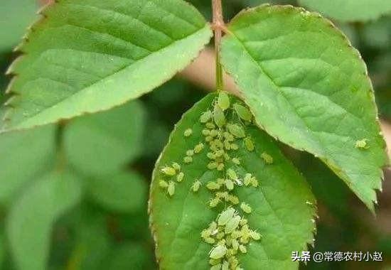 蚜虫怎么防治:用什么农药防治蚜虫效果比较好？