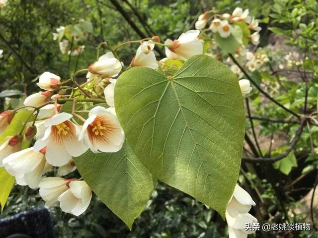 头条问答 - 桐子树,能在山东种植吗?(2个回答)