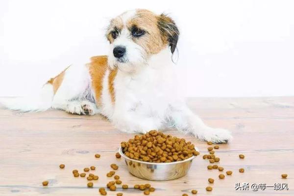 宠物食品配方设计的原则:宠物食品logo设计 狗狗饮食习惯的六个基本原则？