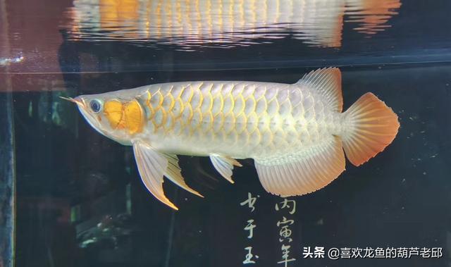 家用大鱼缸养鱼知识:鱼缸内该不该放水草？饲养观赏鱼后，水草对水质有没有影响？ 家庭鱼缸养鱼知识大全