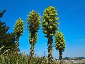 眼镜蛇瓶子草属:世界上最恐怖的植物是什么？
