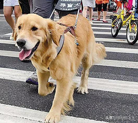 黑色导盲犬价格:一只导盲犬的培养费用是20万，能用的起导盲犬都是什么人？