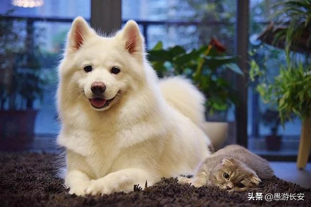 袋装的狗粮食:你家狗狗吃的哪个牌子的狗粮？