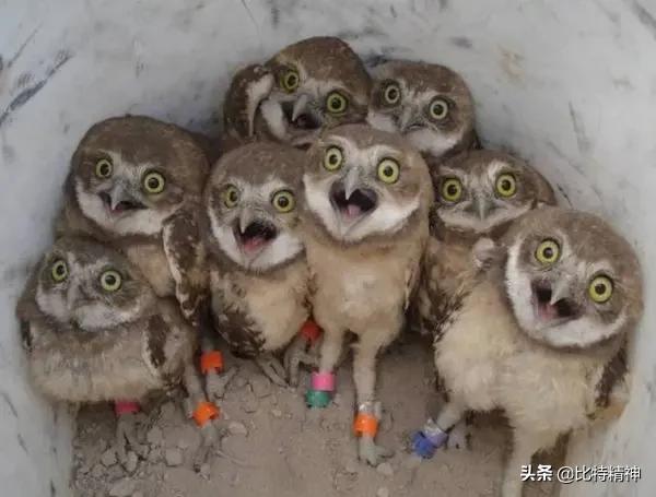 野生猫头鹰的生活习性:猫头鹰是让人敬畏的动物，你喜欢吗？ 猫头鹰特点和生活习性