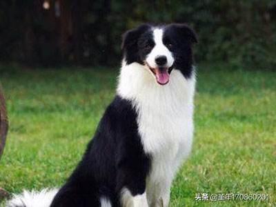 沙皮犬图片:沙皮犬图片及价格 坎伯兰牧羊犬是不是边牧？