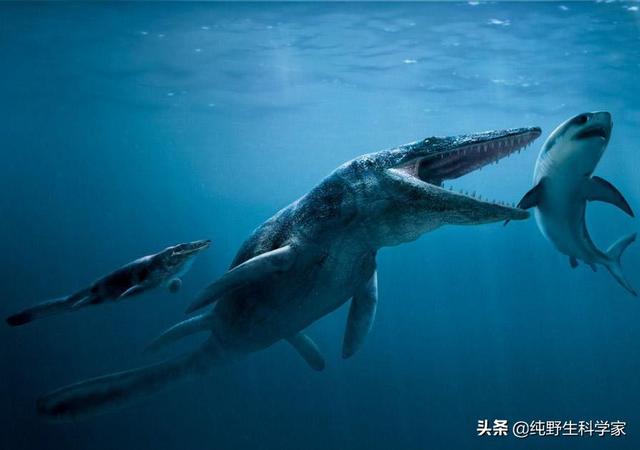 旋齿鲨vs邓氏鱼视频:数亿年前，海洋霸主是谁？