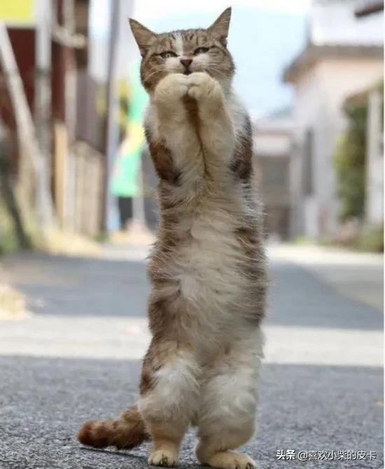 招财猫举左手:招财猫举左手和举右手的区别？