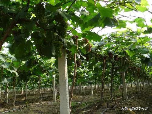 自己做伯劳鸟架的规格:葡萄架如何建立？正确的操作方法是什么？