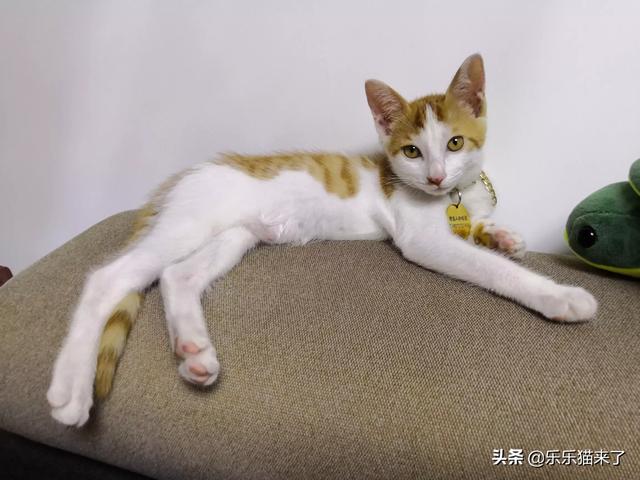 萌猫红小胖是什么品种:你家的猫是自己睡还是和你睡？