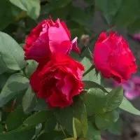 最香的几款月季品种是什么？插图76