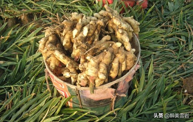 头条问答 生姜出窑后催芽前为何要进行晒姜和困姜 7个回答
