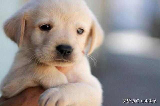 比熊打完疫苗几天可以洗澡:比熊打疫苗几天才能洗澡 小狗打完疫苗多长时间可以洗澡？