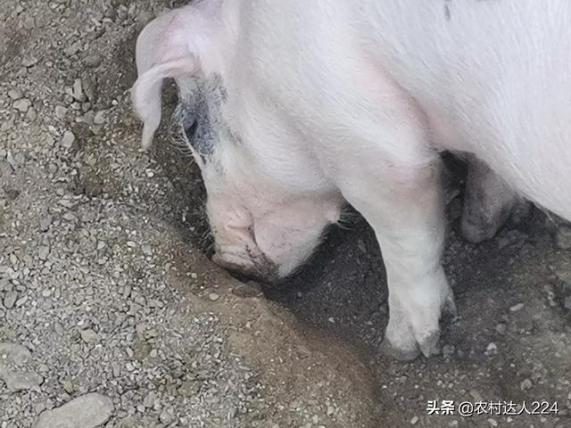 猪传染性胃肠炎:猪传染性胃肠炎的症状与治疗 猪呕吐腹泻不怎么吃食怎么办？育肥猪？