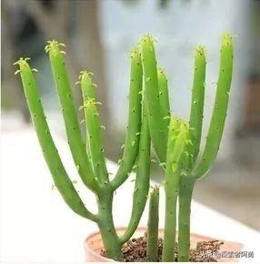 光棍树繁殖视频:光棍树释放有毒气体吗？为什么？
