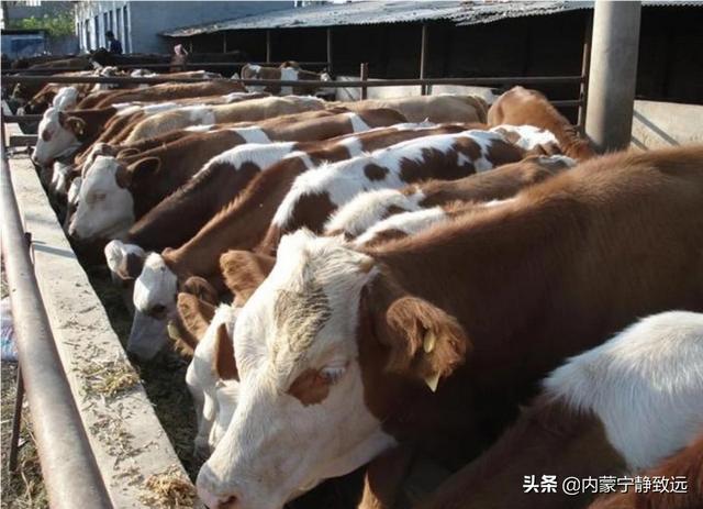 香猪养殖前景:养100只香猪一年后挣钱吗？不出意外能挣多少？