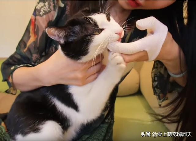 猫零食牛肉味vitakraft:疫情当前，家里的猫咪断粮了，猫咪还怀着身孕，该怎么办？