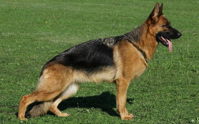 腊肠犬多少钱一只:金毛狗狗一般能活多少岁？一生有几个阶段？